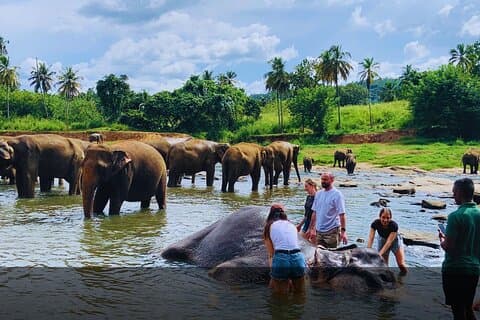 Excursión privada de 14 días a la isla de Sri Lanka desde el aeropuerto