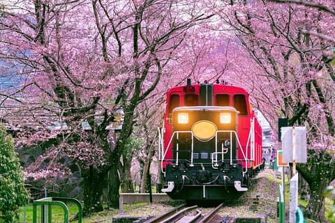 Excursão de um dia em Kansai Nara Deer, Torii Gates e Arashiyama