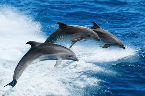 Dolphin Wildlife Space X Cruise