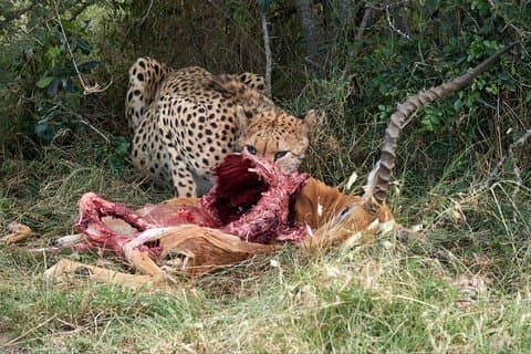 14-dagars Serengeti Maasai Mara Amboseli Tarangire Zanzibar