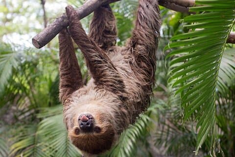 A experiência da Fortuna Sloth