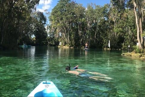 Crystal River Tandem Kayak utleie | 4 timers | Se The Manatees!