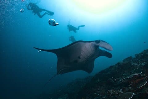 Magic dive in Nusa Penida with manta rays