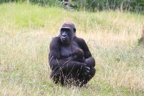 3 Tage Gorilla Trekking Safari Bwindi Undurchdringlicher Nationalpark