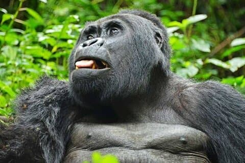 11-Days Pride of Uganda Wildlife Safari