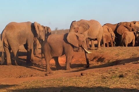 5 Days Budget safari from Mombasa and Diani
