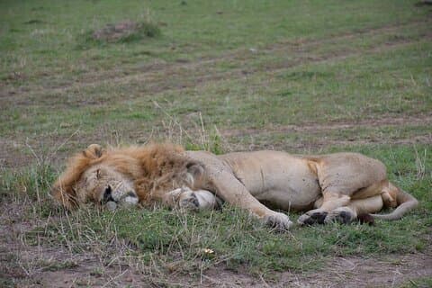 3 Tage Masai Mara Budget Safari