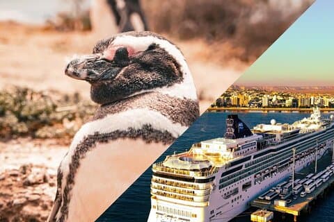 Shore Tours Punta Tombo Cruise Ship Passengers Puerto Madryn