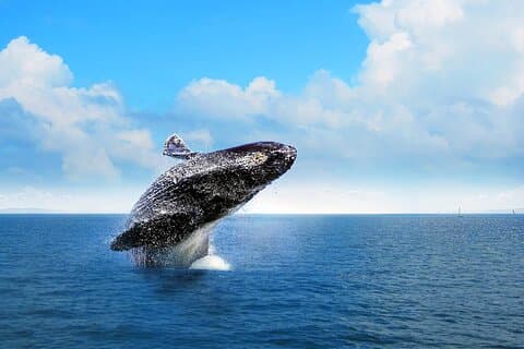 Avistamiento de Ballenas 2027 desde Punta Cana - Día Completo