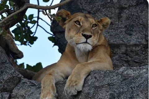 Big Five Classic Safari Tansania 7 Tage Erlebnis All Inclusive