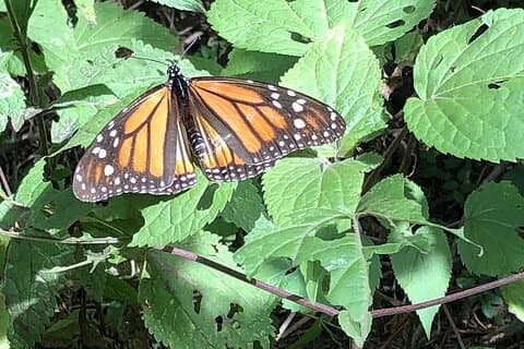 Monarch Butterflies Experiência