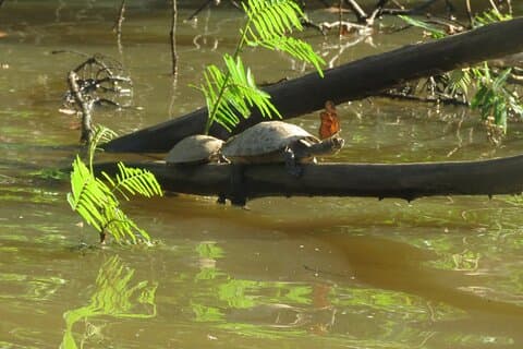 Amazon Jungle Adventure Chuncho 4 jours 3 nuits