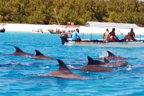 Visita a Zanzíbar con delfines y tortugas en el acuario