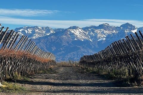 Winery and lunch experience in Valle de Uco from Mendoza