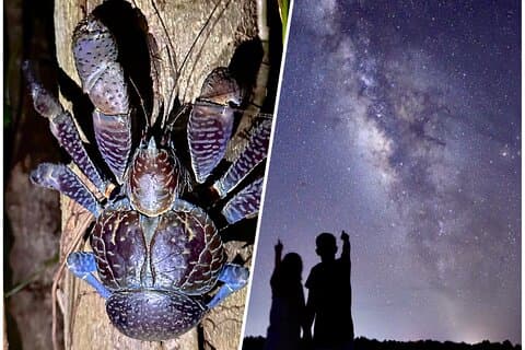 Miyakojima:Night tour |Pick-up OK|Jungle night tour & Starry sky