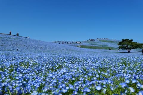 Hitachi Seaside Park and Mito Highlights Tour