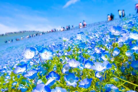 Tokyo to Hitachi Seaside Park Private Day Trip by Car