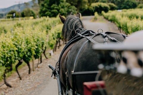 Hest og vogn vin tur i Marlborough med lunsj