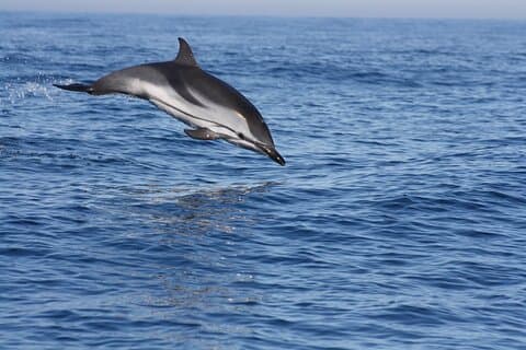 Sesimbra Observation of Dolphins with Biologist in Marine Park