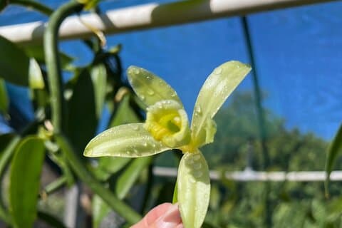 Maui Vanilla Farm Tour Descubra Agricultura Orgânica e Degustação