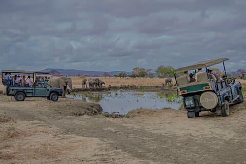 1-Day Mikumi National Park Fly-In Safari from Zanzibar