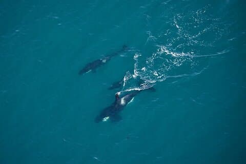 Kaikoura Helicopters Top n Tail Whale Watch flight