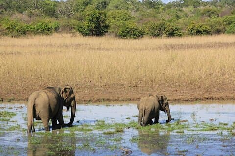 Yala National Park Full Day Safari Tours Eagle Safari