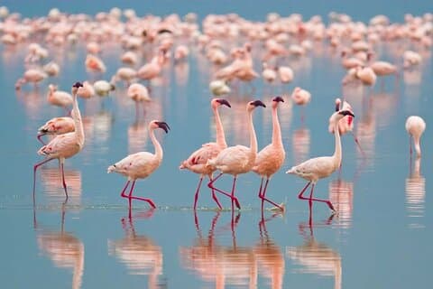 Excursion d'une demi-journée au parc national du lac Nakuru privé de Nakuru