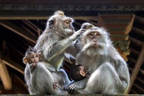 Oplev det bedste af Ubud Day Tour med privat guide