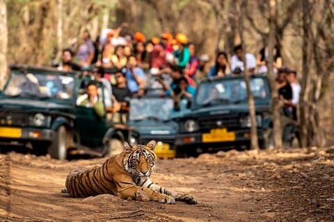 Excursión privada de 4 días en safari de tigre y triángulo dorado desde Delhi
