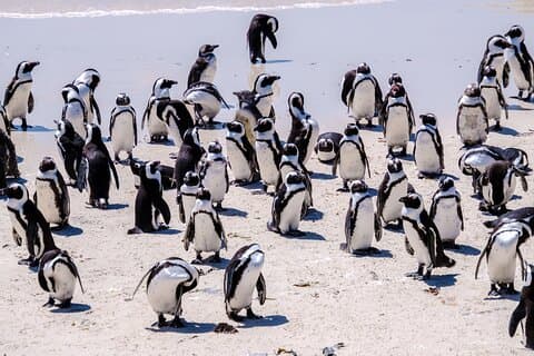 Boulders Penguins & bekroonde wijnlandtour vanuit Kaapstad