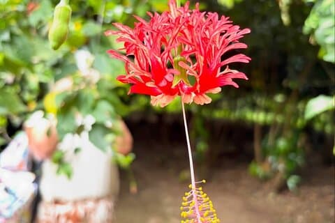 Spice Farm e Prison Island Tour con pranzo in Swahili