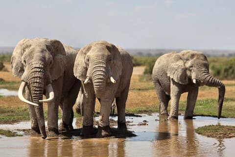 Restauranter i nærheten av 8 Days Kenya Mid-Range Safari Amboseli, Salt Lick Tsavo & Diani