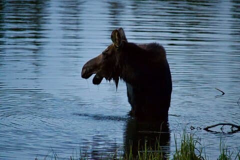 Moosin' Around: An Animal Expedition