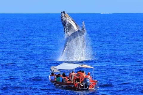 Safari marin à Los Cabos avec observation des baleines sauvages et arrêt à la plage