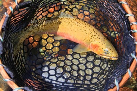 Guided Fly-Fishing Half Day Trip in Glacier National Park