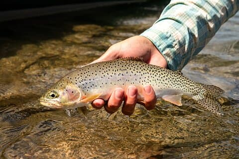 Guided Full-Day Fly Fishing Adventure in Glacier National Park