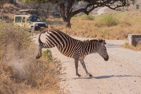 7 dagar Upplev Tanzania Wildlife Safari från Zanzibar