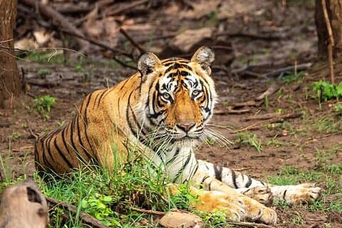 Excursão de um dia de Safari de Jaipur a Ranthambore