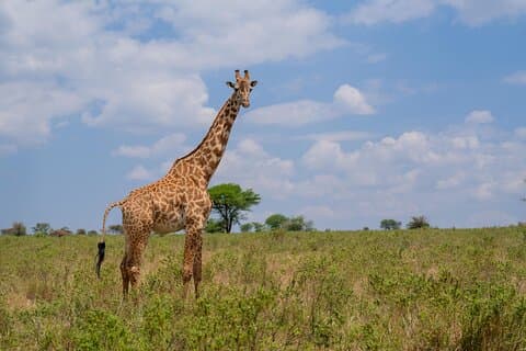 3 - Dag Experience Tanzania Safari fra Zanzibar