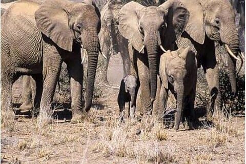 Kenya Wild Safari Tour di 5 giorni Avventura in 3 parchi famosi