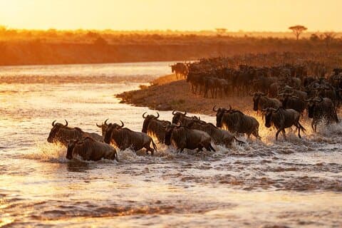 7-dagers Serengeti Migration og Mara River Crossing All Inclusive