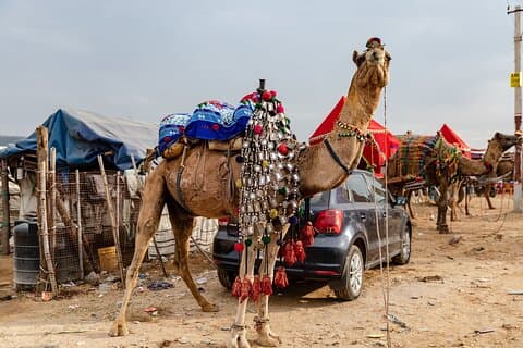 Jaipur till Ajmer och Pushkar Heldagsutflykt
