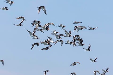 Lisbon : Birdwatching Boat Tour - Tagus Estuary