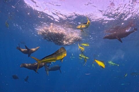 The Race of the Sardine