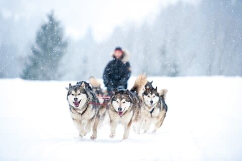 2 km Husky Safari og Kennel Besøg på Arctic Circle