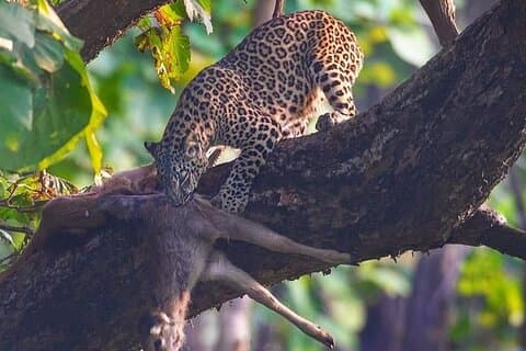 Haridwar : Wildlife Open Jeep Safari 20 % Seguro Avistamiento de Leopardos