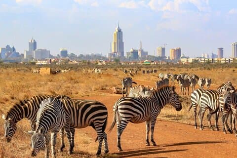 Safari d'une demi-journée sur le parc national de Nairobi