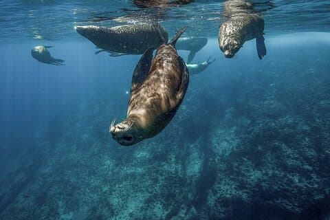 Isla Espiritu Santo Adventure : Ontdek de Zee van Cortez