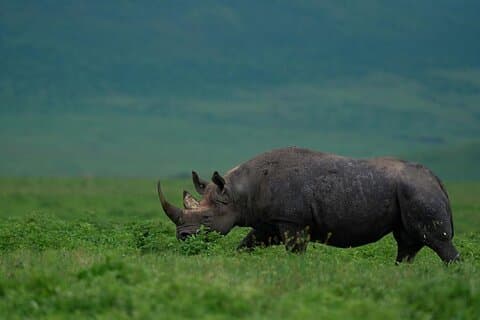 Tour di un giorno del cratere di Ngorongoro Big Five Safari Adventure